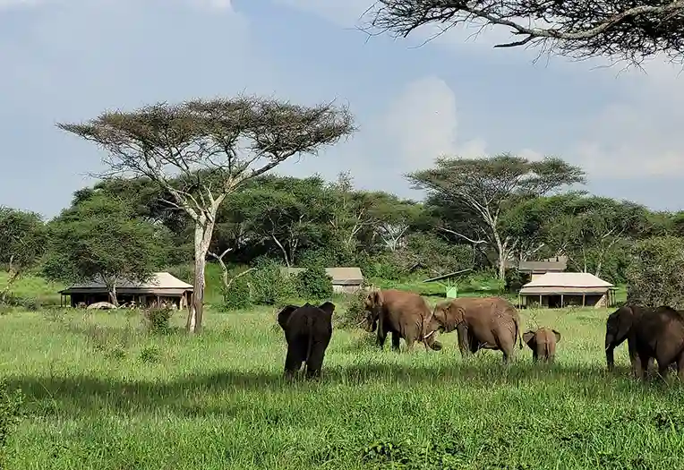 Baobab Central Serengeti Camp view