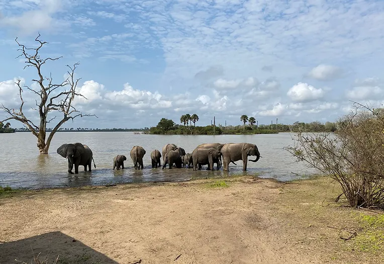 Selous Kinga Lodge pool