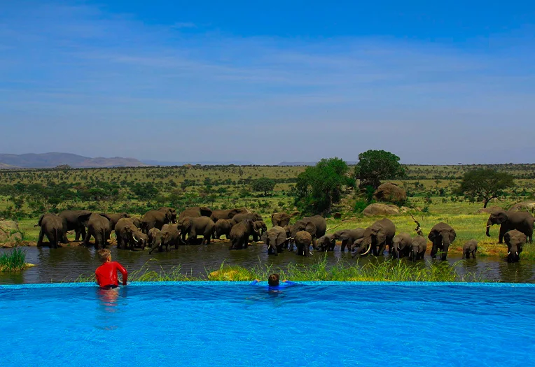 Four Seasons Serengeti water hole view