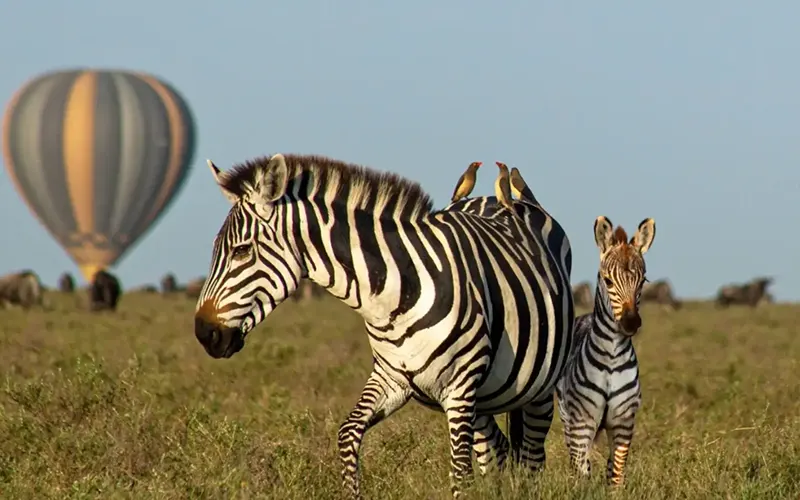 Day 3 sunrise hot air balloon safari over Serengeti migration plains