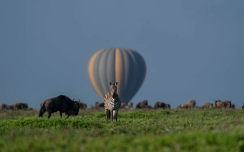 Central Serengeti sunrise balloon and game drive