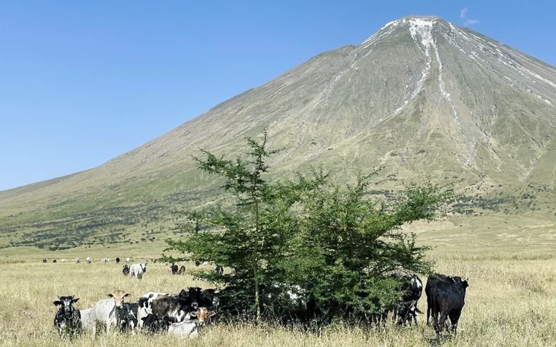 Active volcano Ol Doinyo Lengai cone