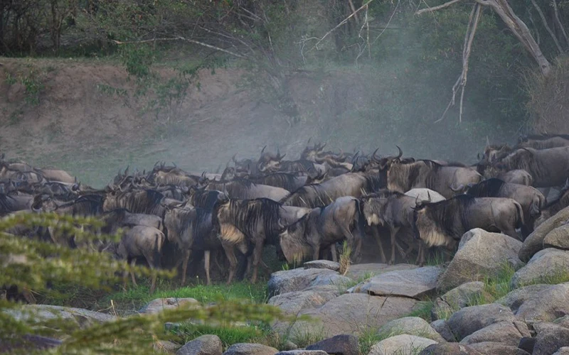 Thousands of wildebeests migrating across the Serengeti plains