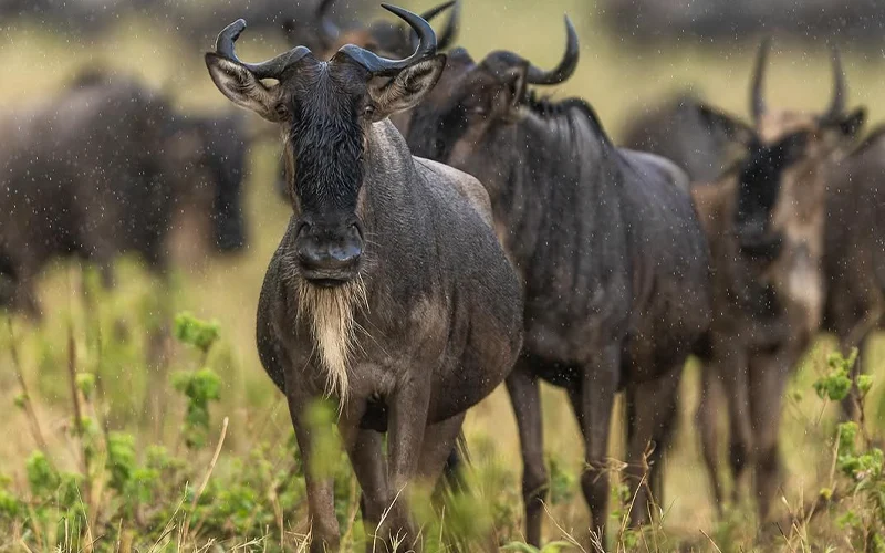 Full Serengeti migration ecosystem exploration
