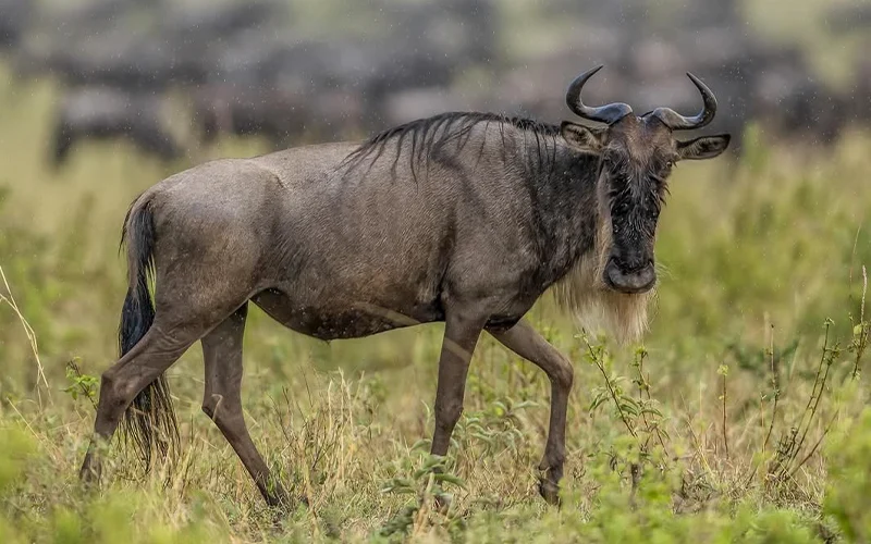 Serengeti return via highlands landscape