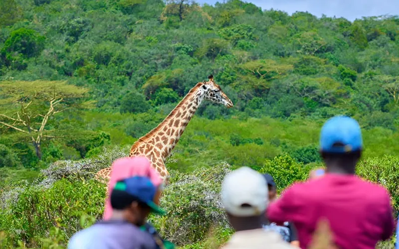 Ngurdoto Crater & Walking Safari