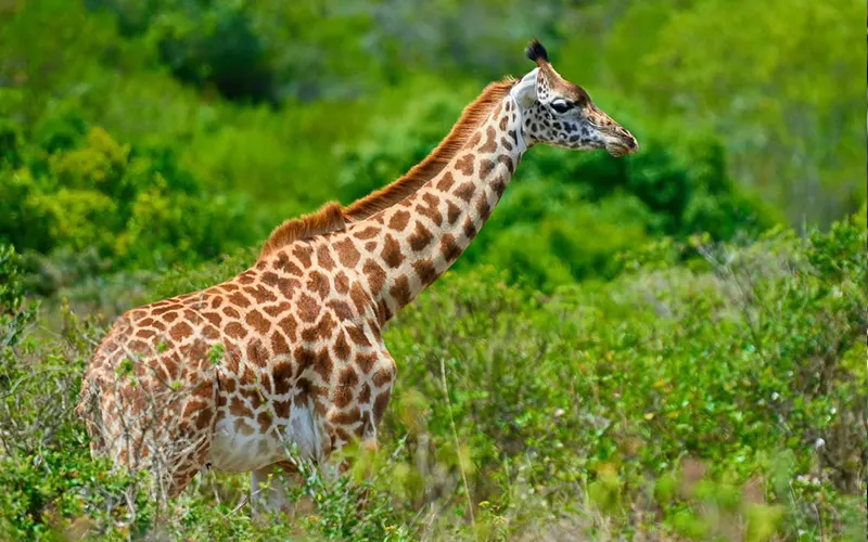 Arusha National Park Day Safari
