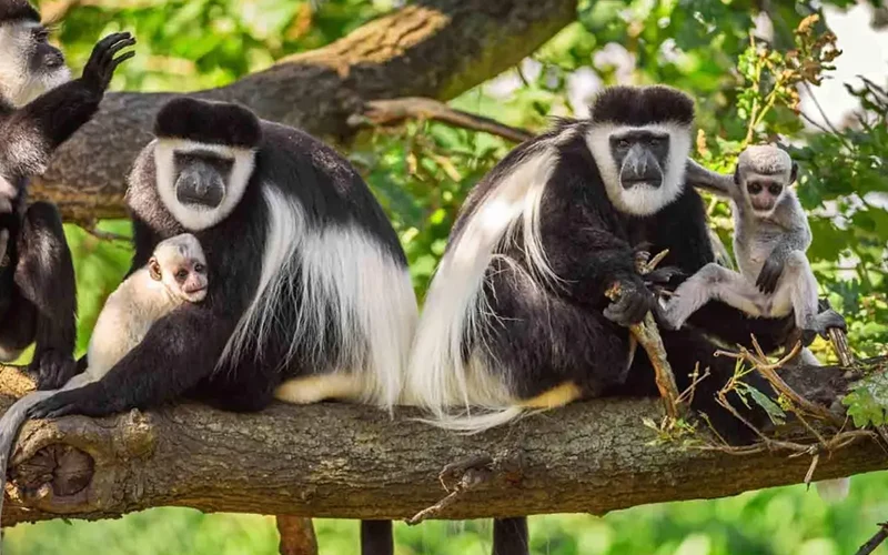 Arusha National Park Canoeing & Game Drive