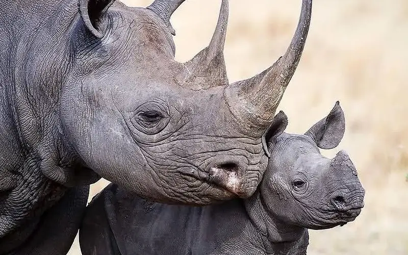 Black rhino in Mkomazi National Park sanctuary