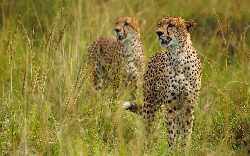 Lions and cheetahs in Ruaha savannah landscape