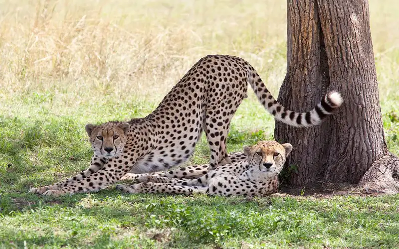 Day 1 drive from Arusha to Serengeti National Park with Big Five wildlife sightings