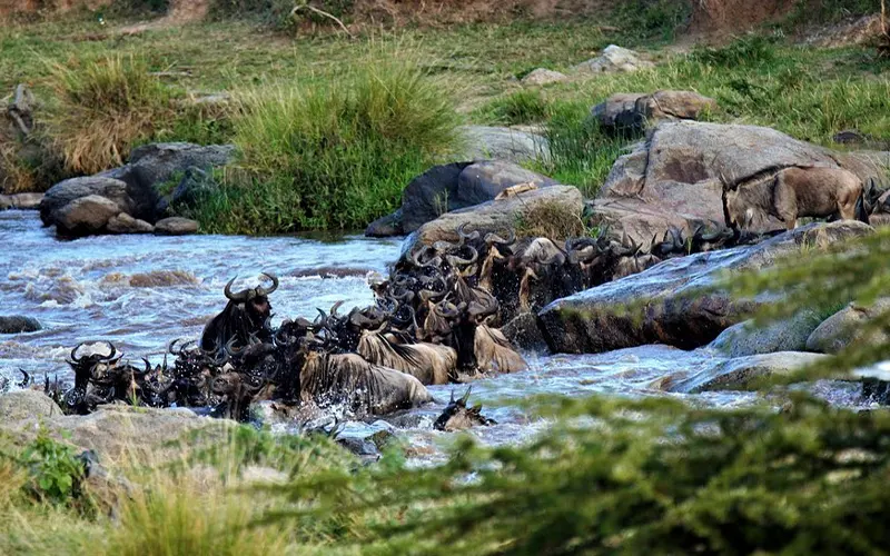 Thousands of wildebeests migrating across Serengeti grasslands