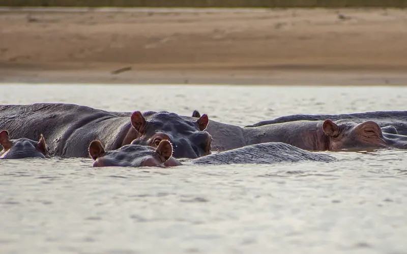 Mikumi Hippo Pools Safari