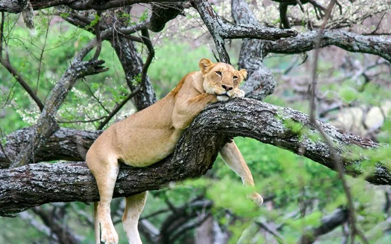Lake Manyara National Park Game Drive
