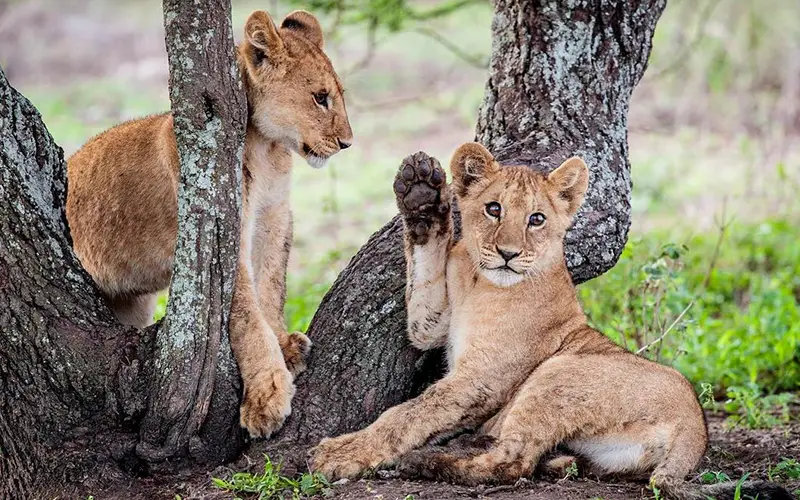 Lake Manyara Sunrise Game Drive and Return to Arusha