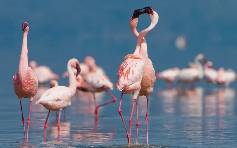 Lake Natron Flamingos