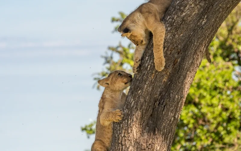 Lake Manyara National Park Tree Climbing Lions