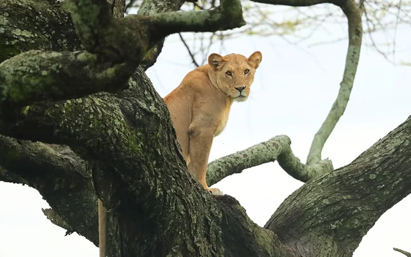 Lake Manyara National Park Rift Valley safari