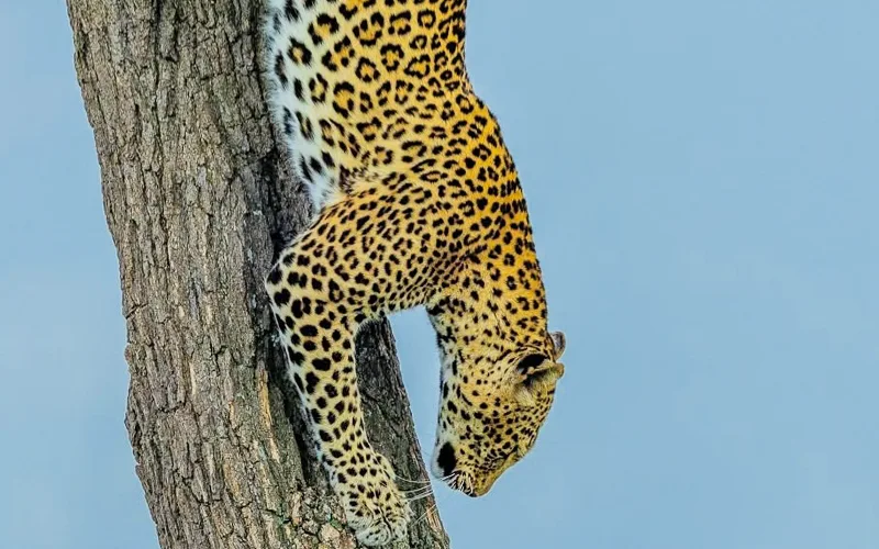 Predator-prey observation logs and fly-out departure