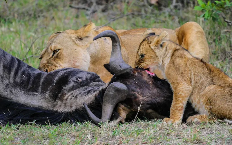 Lions and predators in Nyerere northern plains