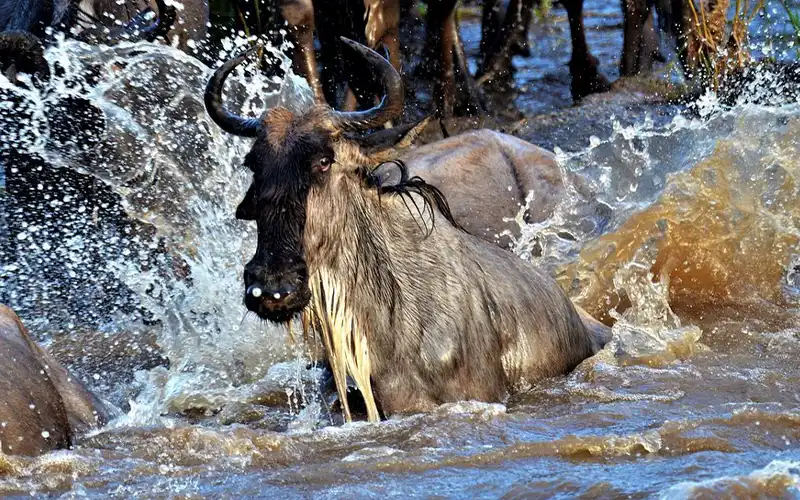 Extended Serengeti wilderness exploration experience