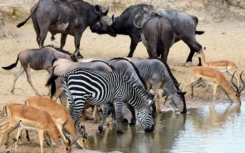 Full day game drive in Mikumi National Park via SGR train