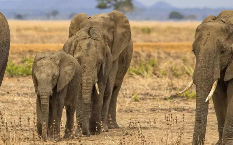 Mikumi Mkata Floodplain game drive
