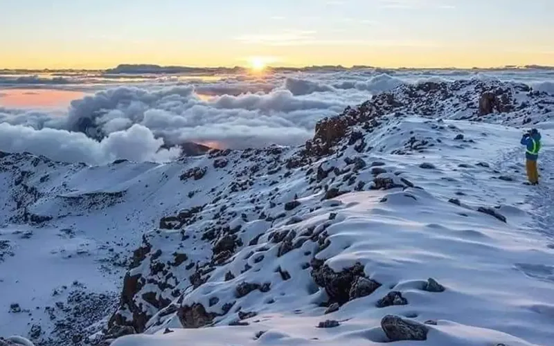 Ascend through giant senecio moorland ridge to Barranco Camp