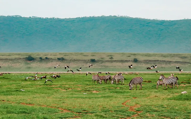 Ngorongoro Crater Private Game Drive Experience