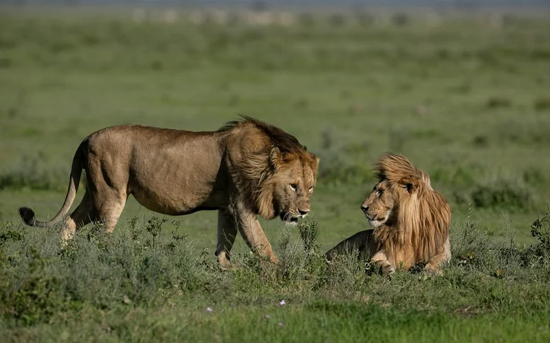 Ngorongoro crater floor dawn descent safari