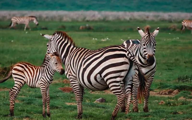Ngorongoro Highlands forest and crater rim view