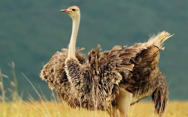 Ngorongoro Highlands scenic transit experience