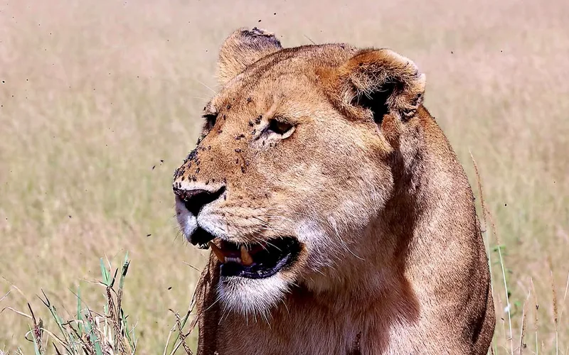 Day 3 Ngorongoro Crater game drive with Big Five and return to Arusha