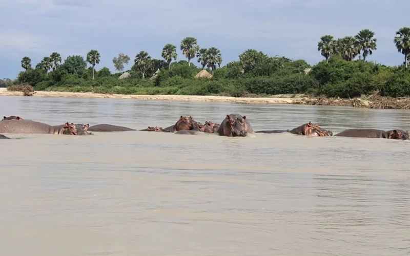 Elephants and savannah wildlife in Nyerere National Park
