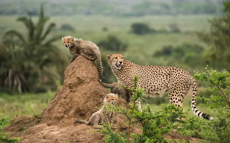 Day 2 private migration game drive with lion predator sightings