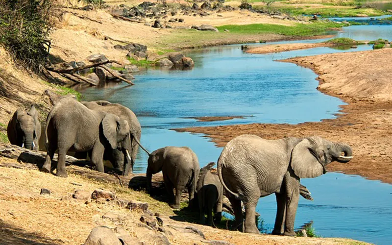 Ruaha National Park wild elephant herd in dry riverbed