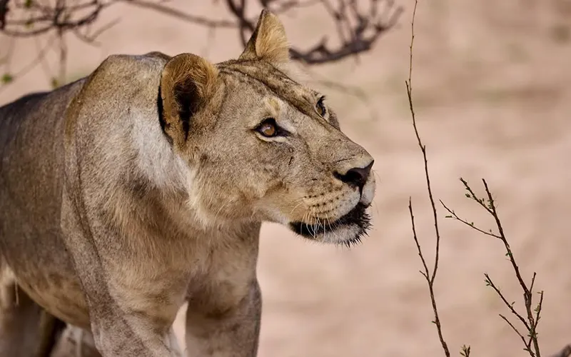Great Ruaha River wildlife landscape