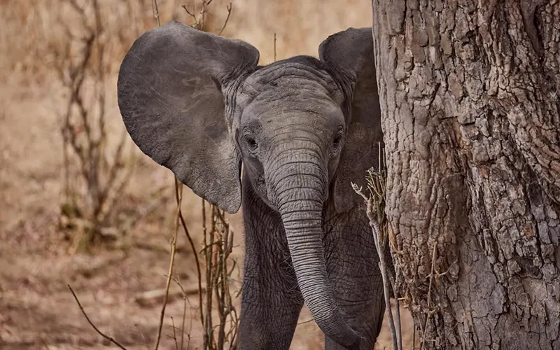 Elephant herds in Ruaha riverbed