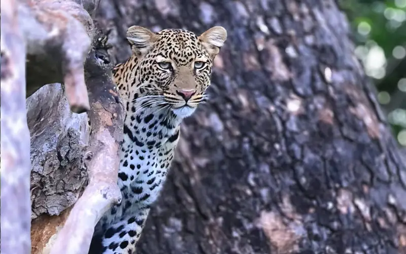 7 Days Dar Luxury Serengeti Migration Safari Escape