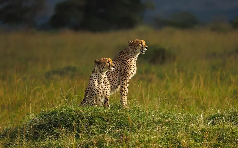 6 Days Dar Luxury Escape Serengeti Migration Safari Tanzania