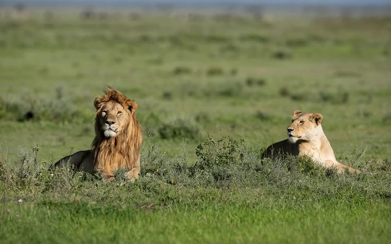 6 Days Private Guide Custom Migration Safari Tanzania Experience