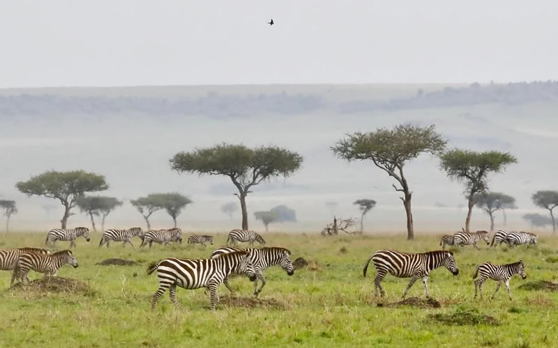 7 Days Drive In Fly Out Migration Safari Adventure