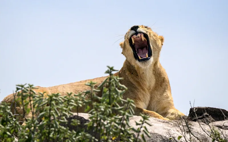 Lions on granite kopjes in Serengeti