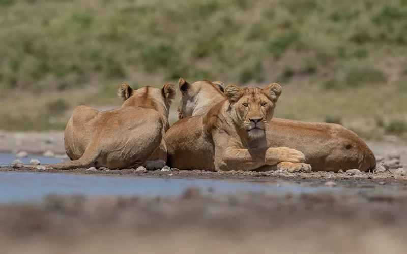 Lions resting on granite kopjes in Serengeti