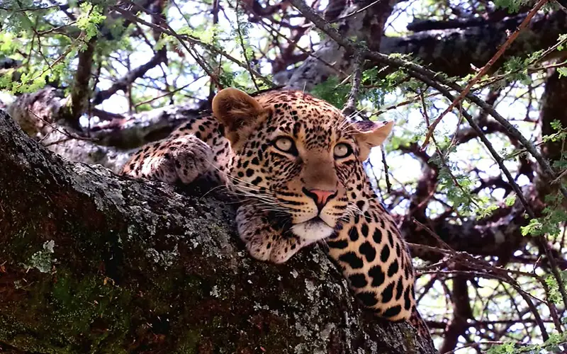 Lions resting on kopjes and leopards in acacia trees