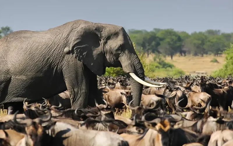Wildebeest population data collection in migration zone
