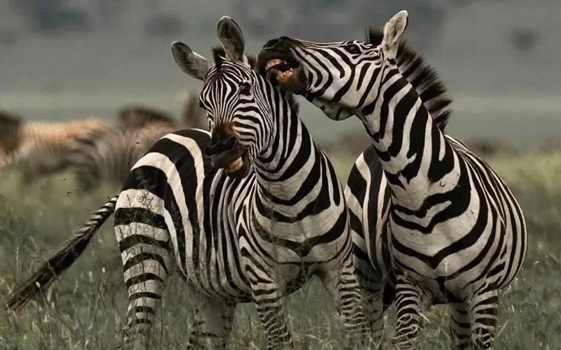 Central Serengeti migration and big cats tracking