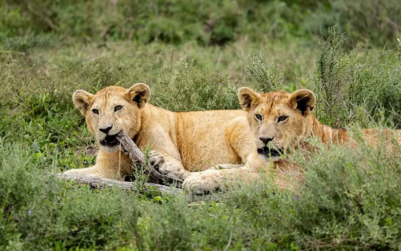 6 Days Serengeti Only Express Migration Fly-In Safari