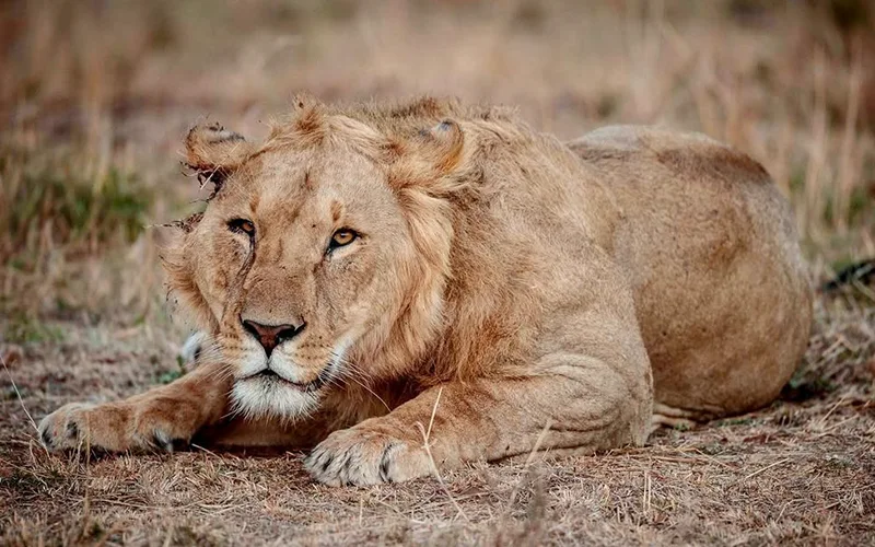 Central Serengeti to Hadzabe cultural experience via Ngorongoro Highlands