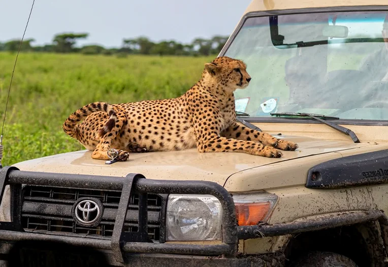 Sunrise game drive and return to Arusha